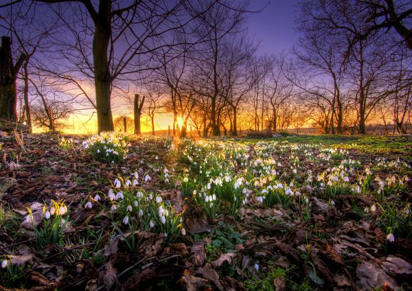 Snowdrops at Sunset. photoshop picture